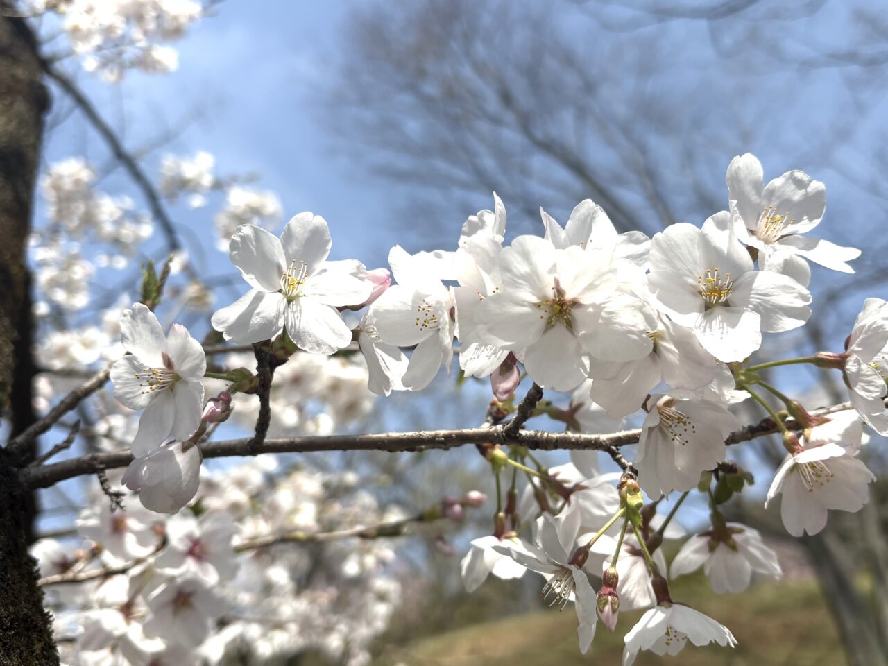 2025年4月8日佐野市の嘉多山公園