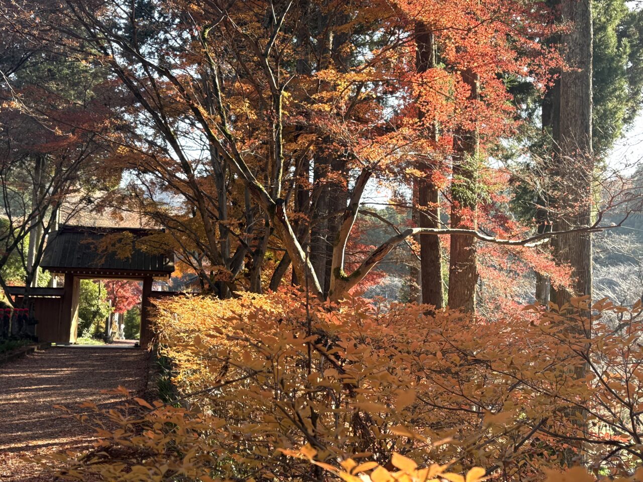 2025年11月30日佐野市の金蔵院