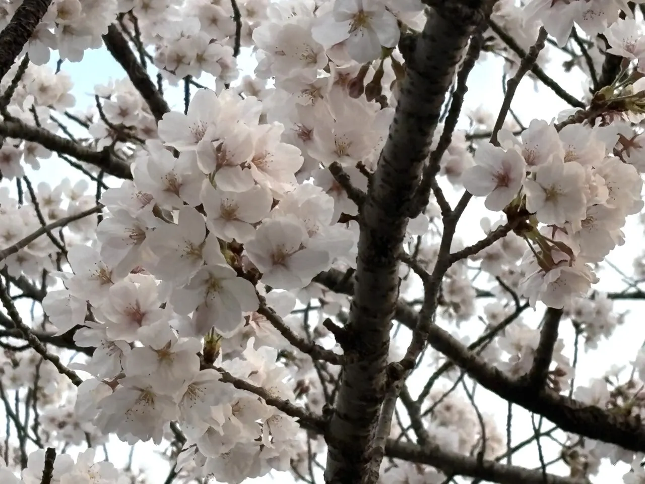 2026年3月30日足利市のフラワーパーク