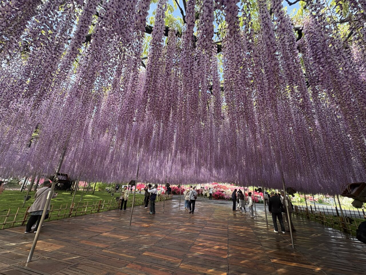 2026年4月24日足利市のあしかがフラワーパーク
