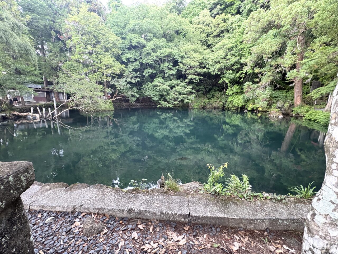 2026年6月16日佐野市の出流原弁天池