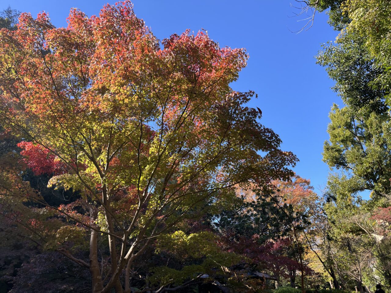 芹ヶ谷公園　紅葉