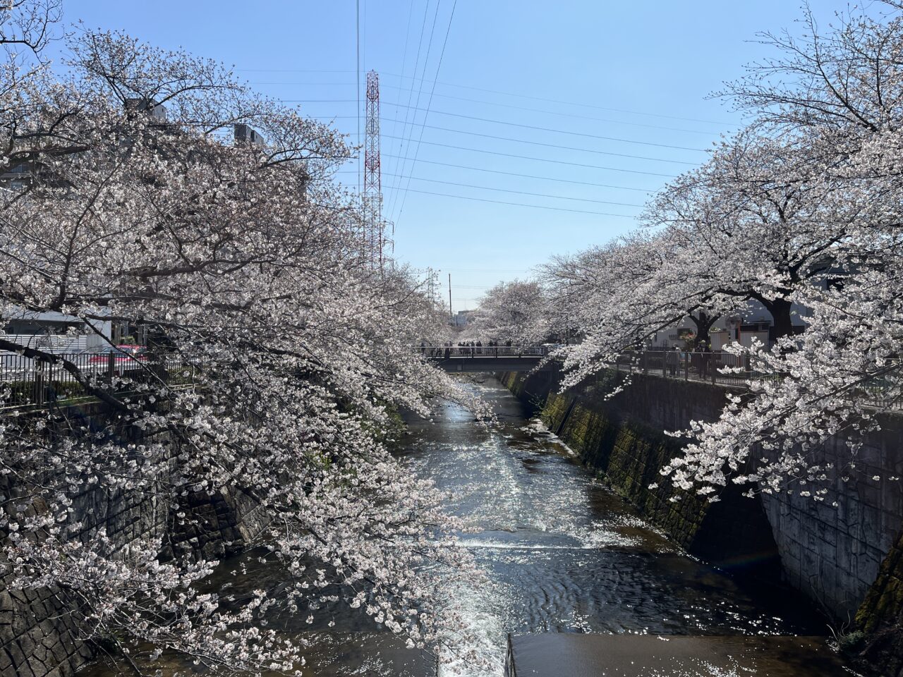 恩田川　桜