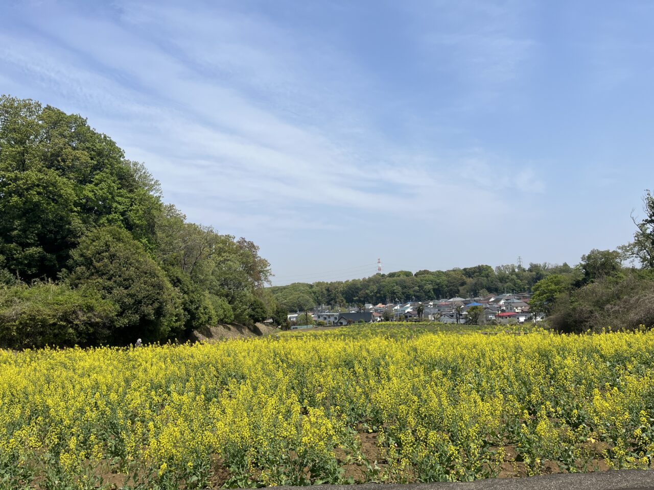 七国山菜の花畑