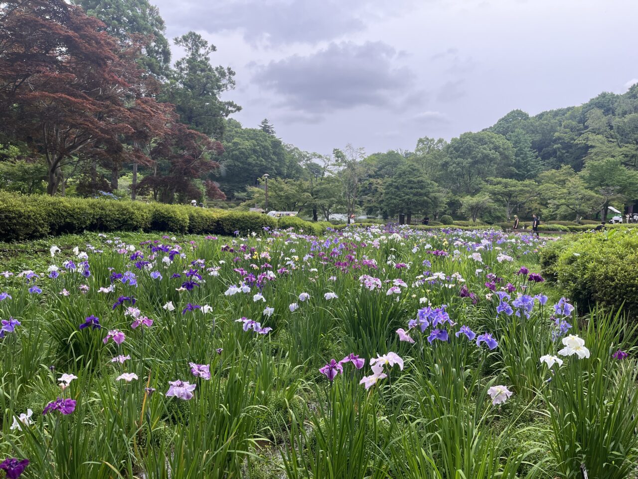 薬師池公園　花しょうぶ田