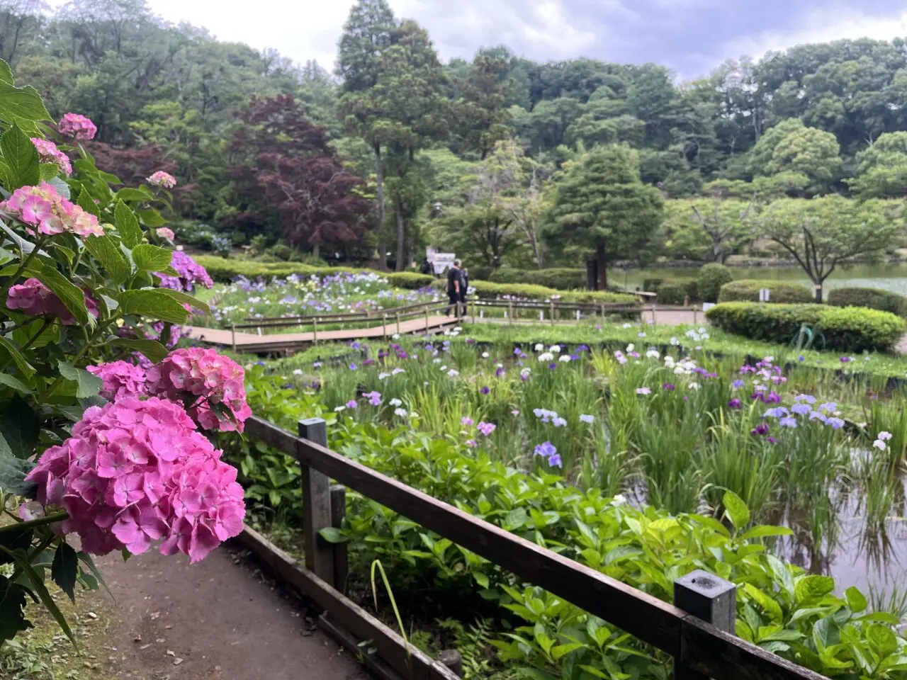 薬師池公園　しょうぶ・あじさいまつり