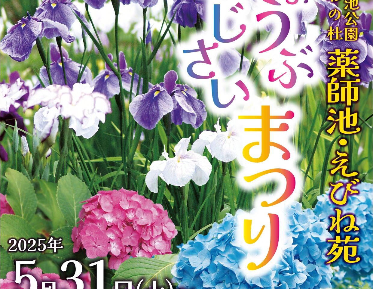 しょうぶあじさいまつり