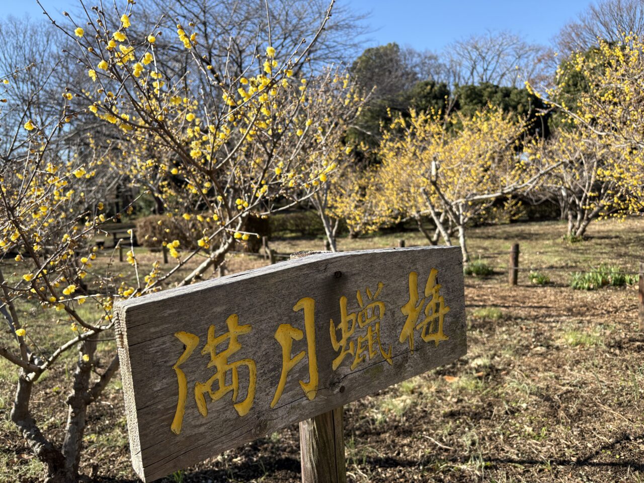 忠生公園　ロウバイ2025