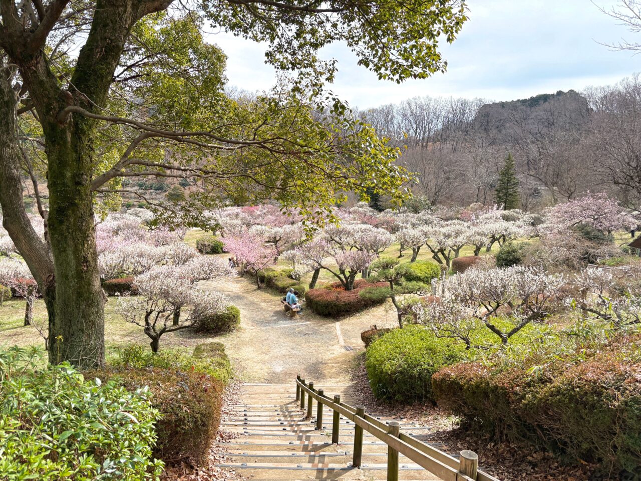薬師池公園　梅林2026