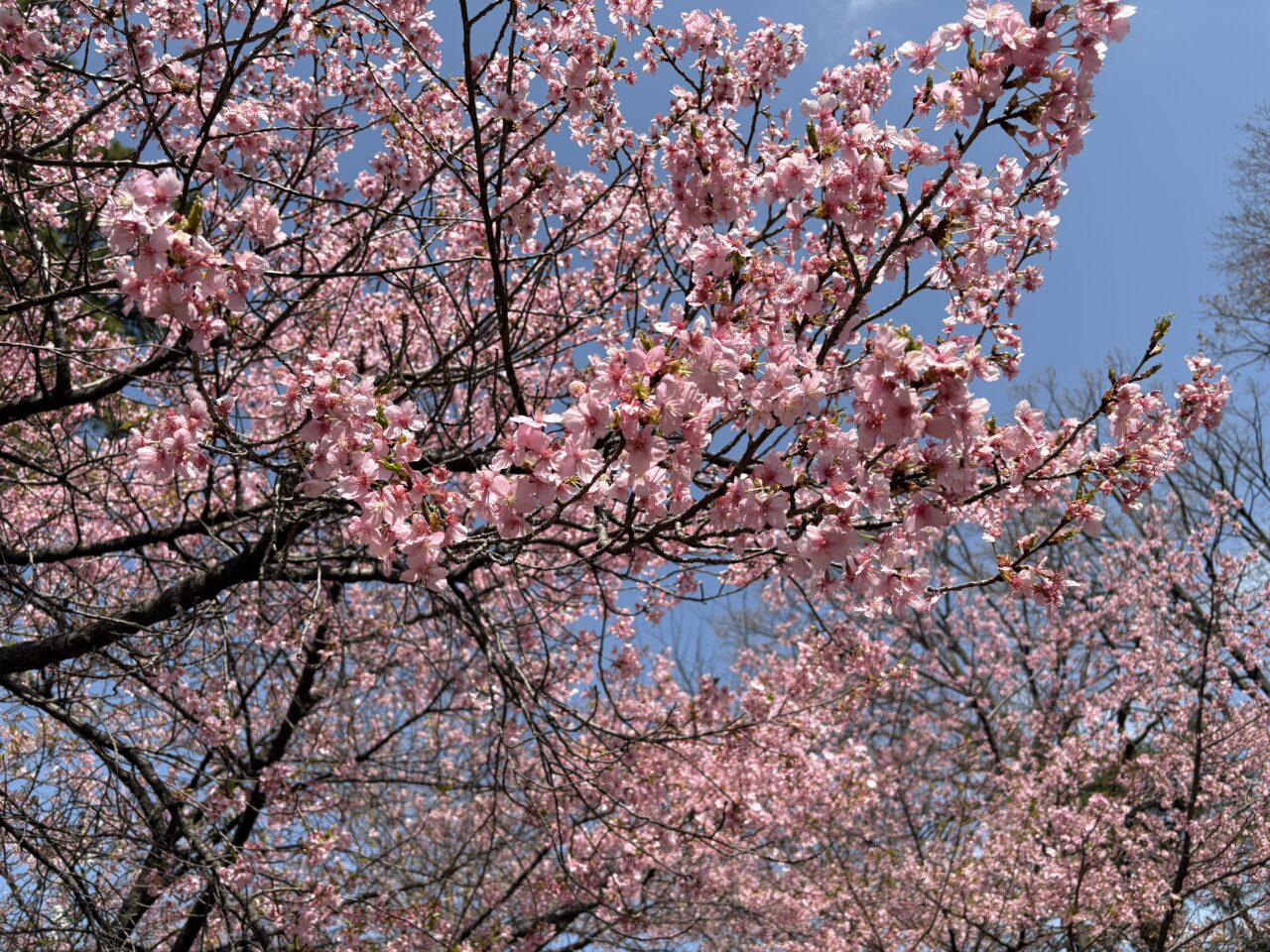 忠生公園　河津桜
