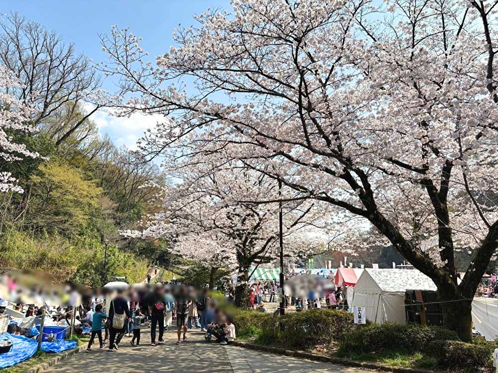 さくらまつり　芹が谷公園