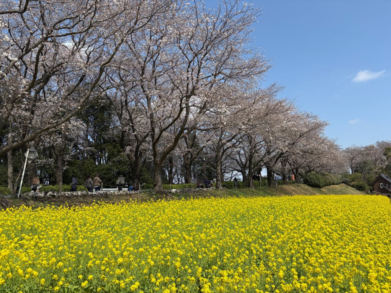 さくらまつり　尾根緑道の菜の花と桜