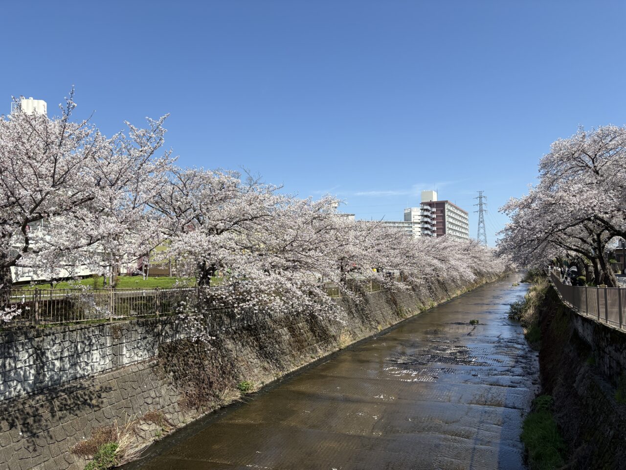 恩田川　桜2026