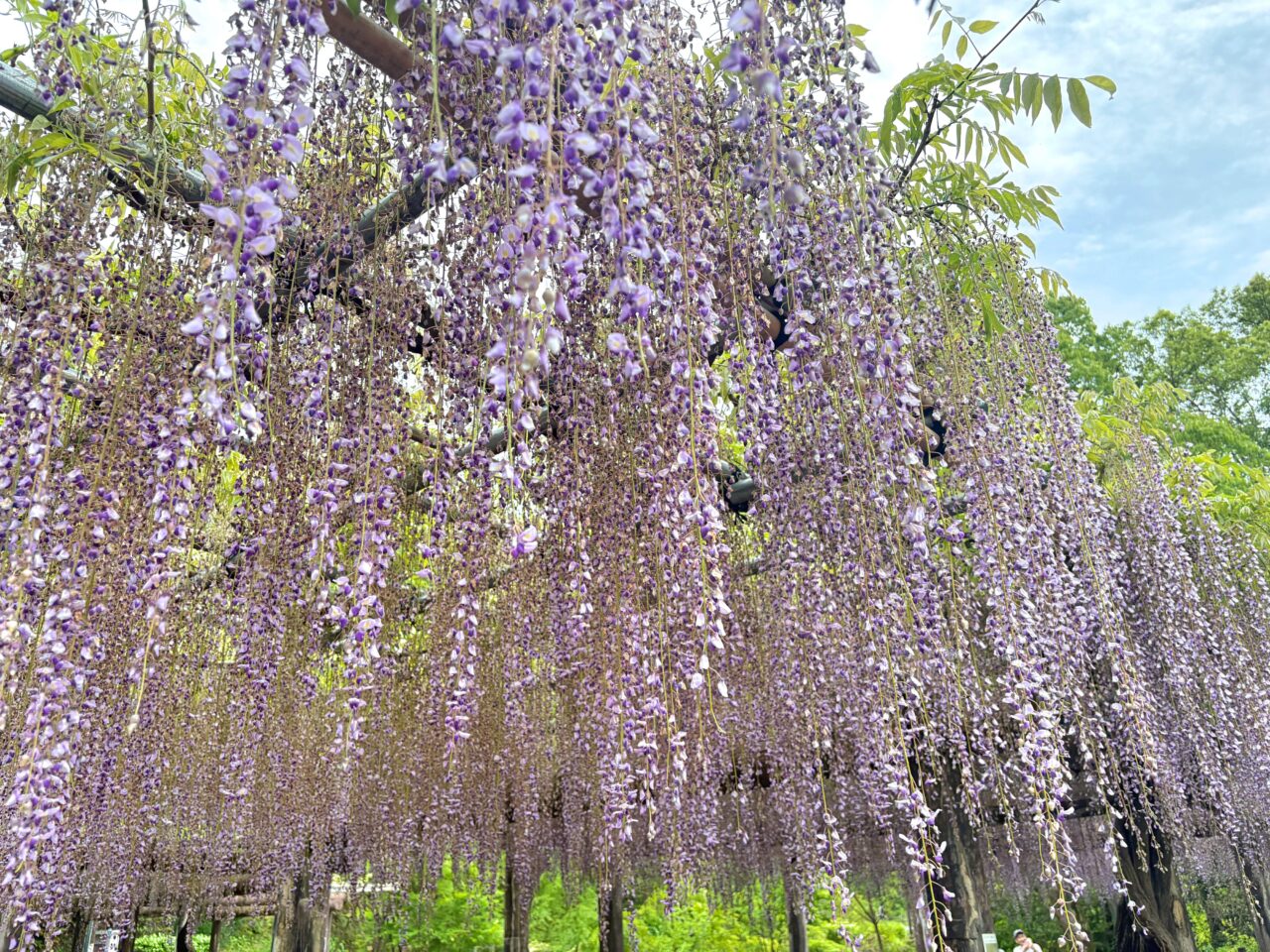 薬師池公園　藤棚