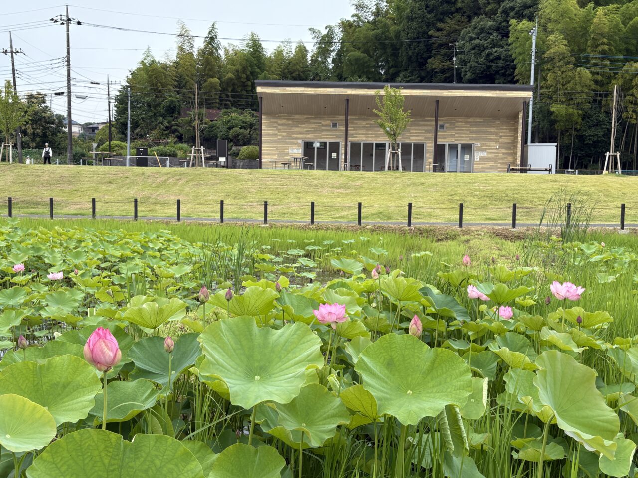 小山田蓮田緑地2026年