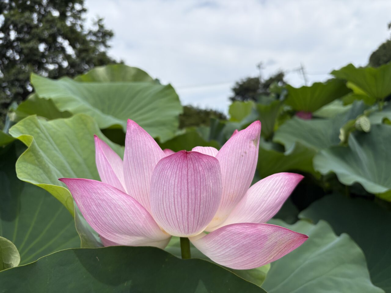 薬師池公園　ハス