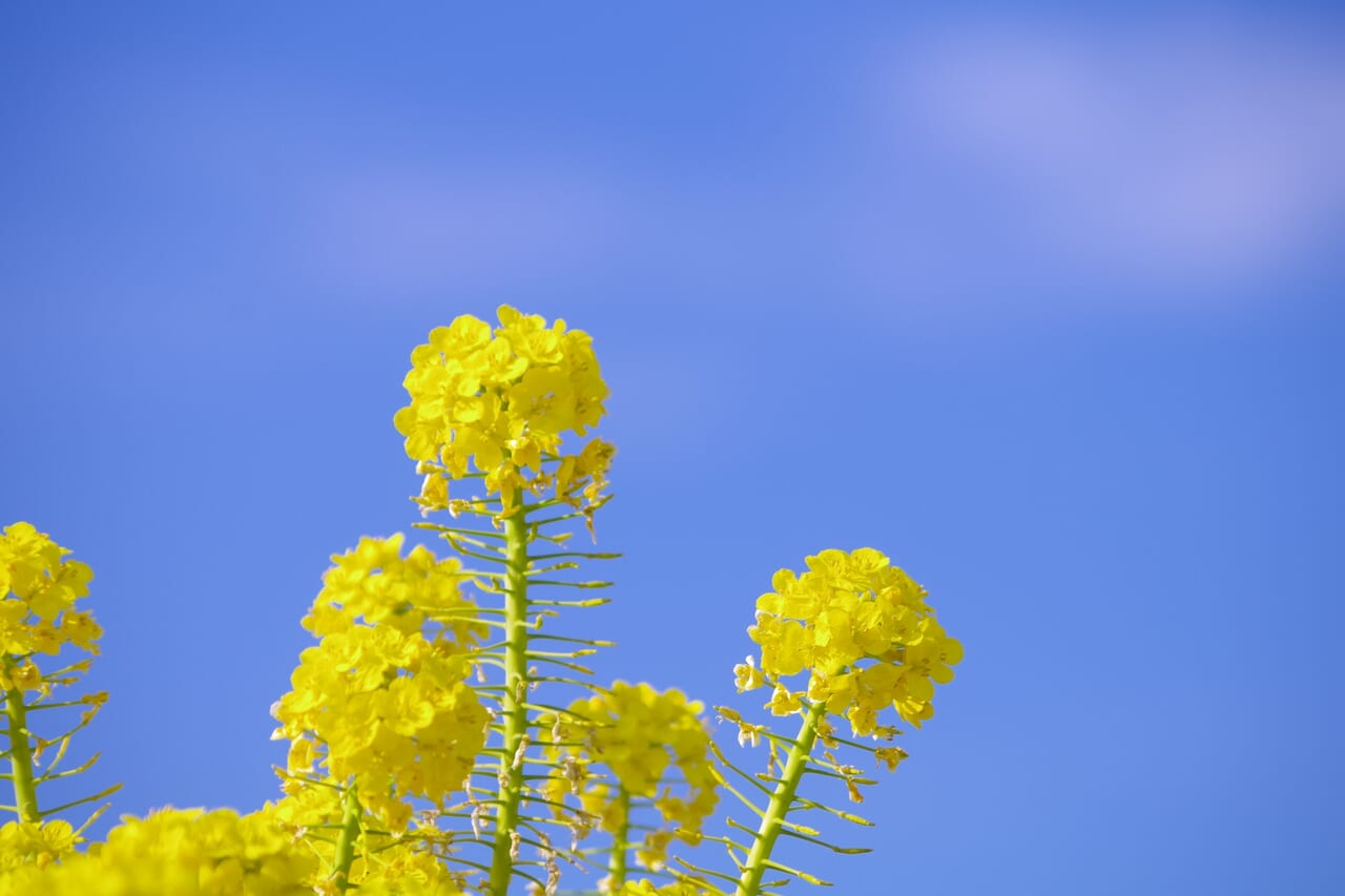 菜の花フェスティバル