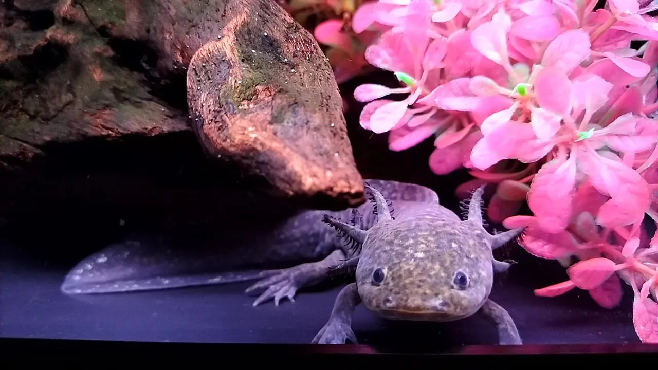 わくわく水族館