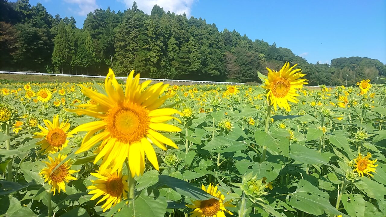 いなべ市】2024年「治田外面(ども)」のひまわり畑が次々と花を咲かせ、見頃に近づいています♪ | 号外NET 桑名市・いなべ市