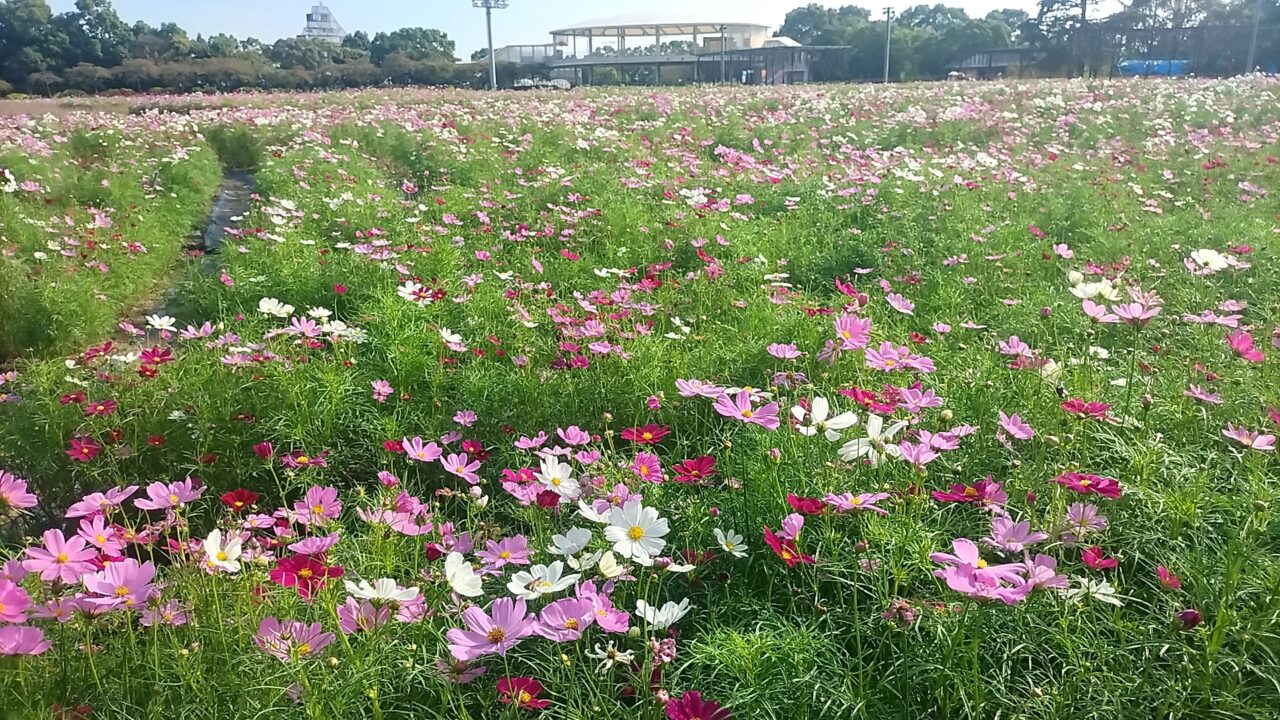 なばなの里コスモス