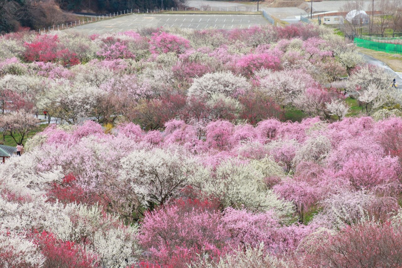 いなべ梅林公園