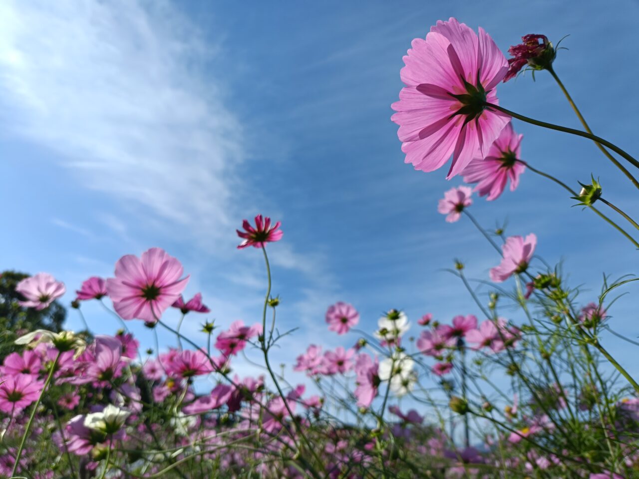 東員町コスモス