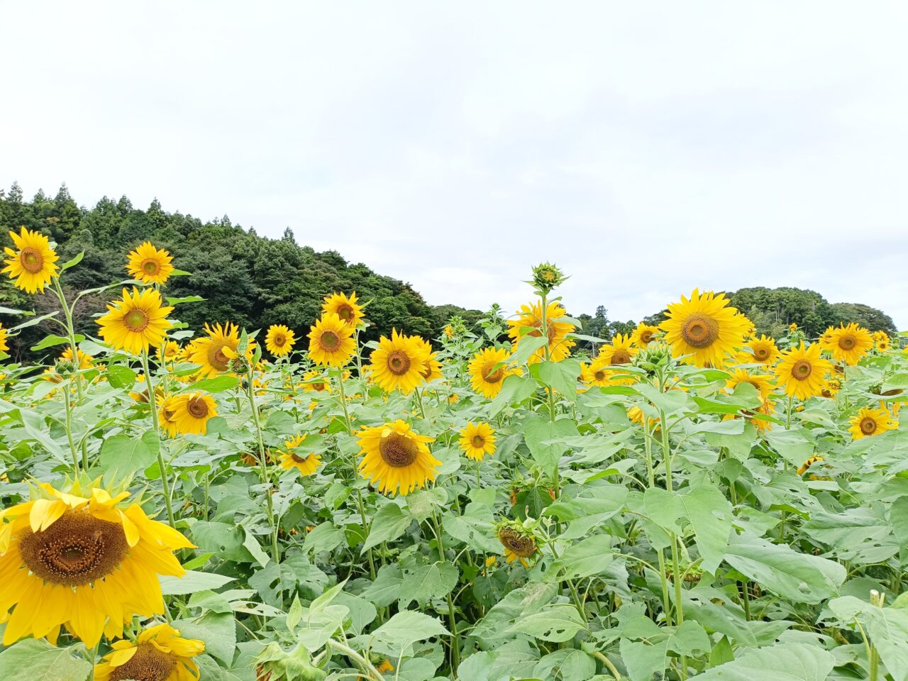 ひまわり