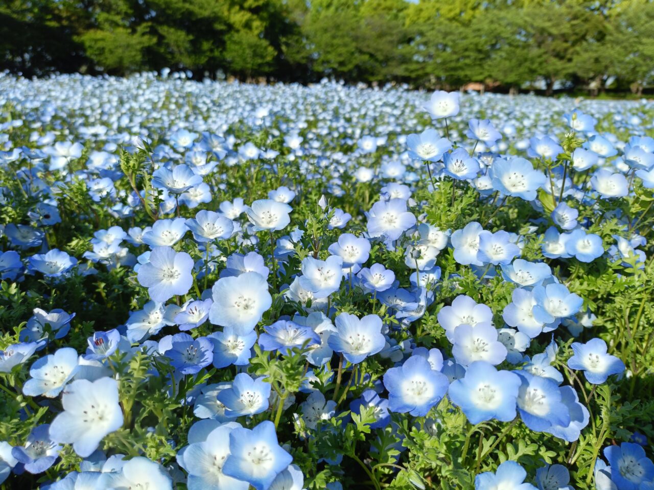 nabananosato