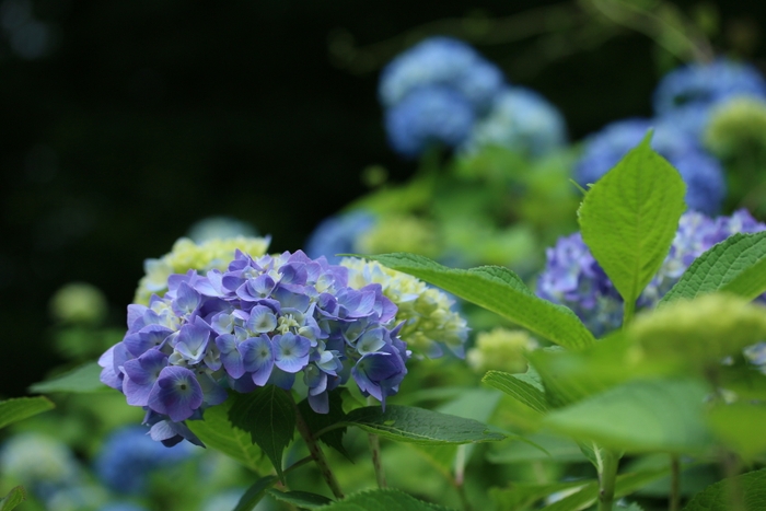 紫陽花