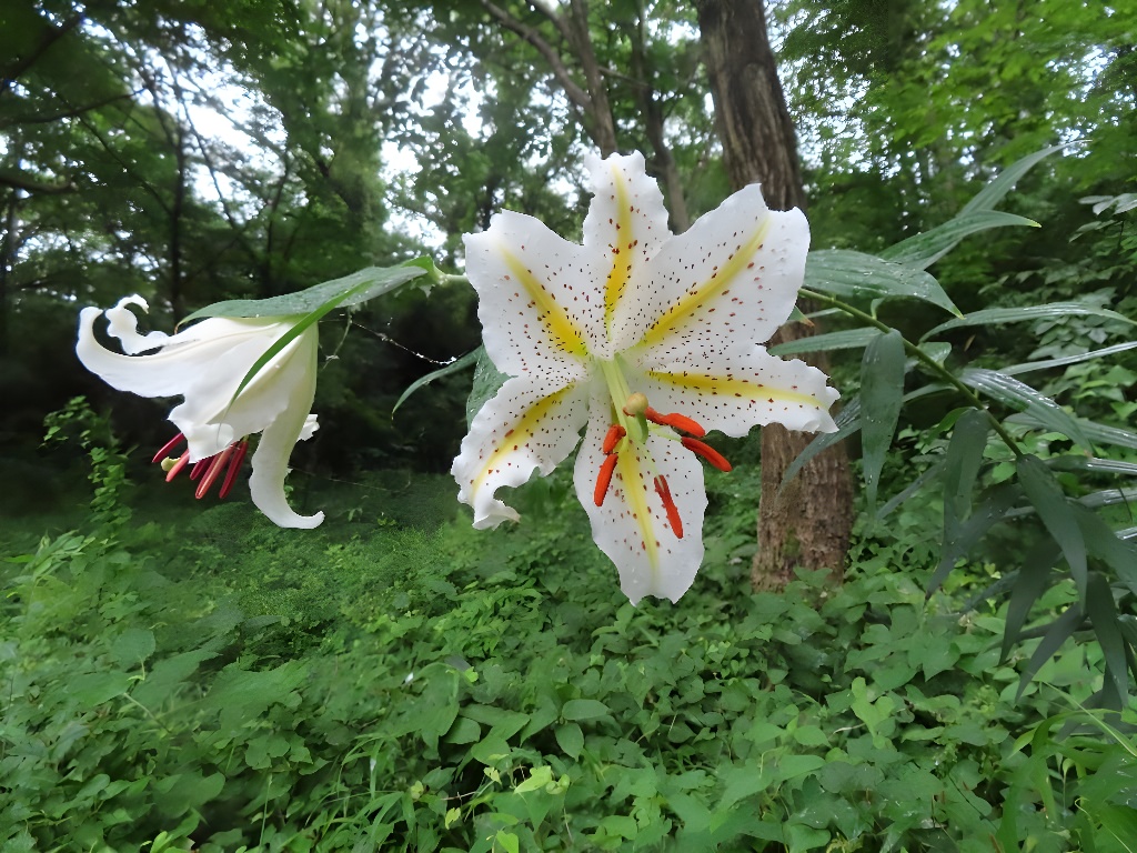 小山内裏公園