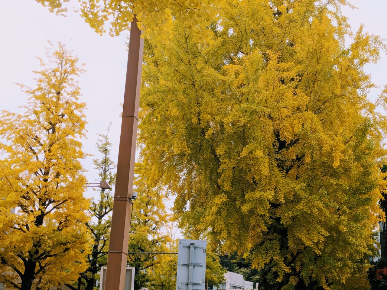 八王子いちょう祭り