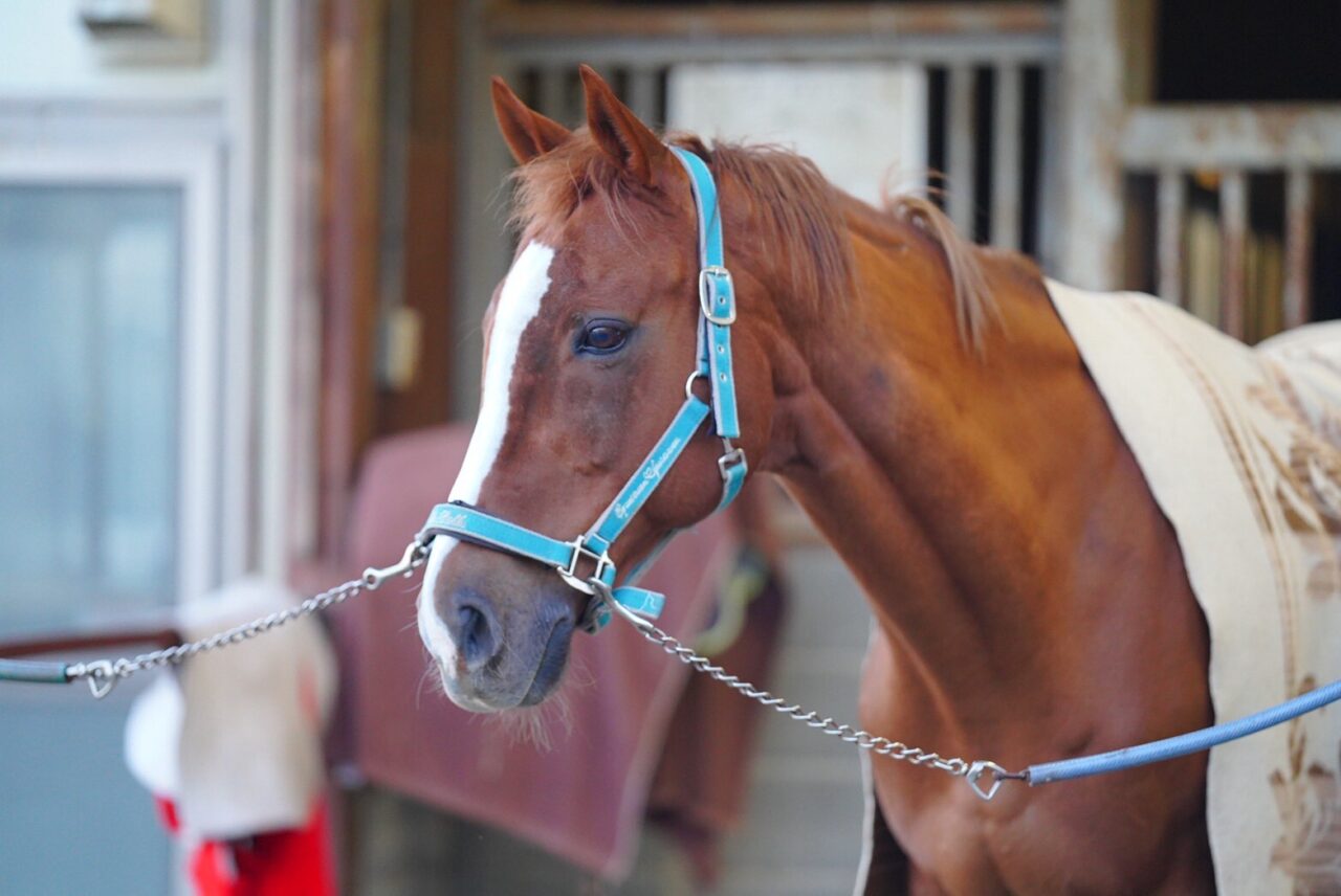 八王子乗馬倶楽部
