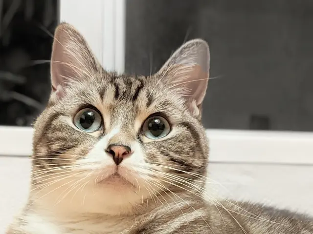ねこ