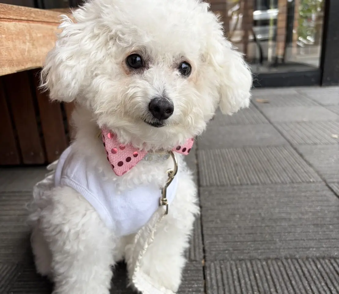犬