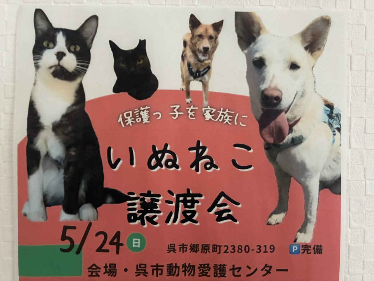 いぬねこ譲渡会