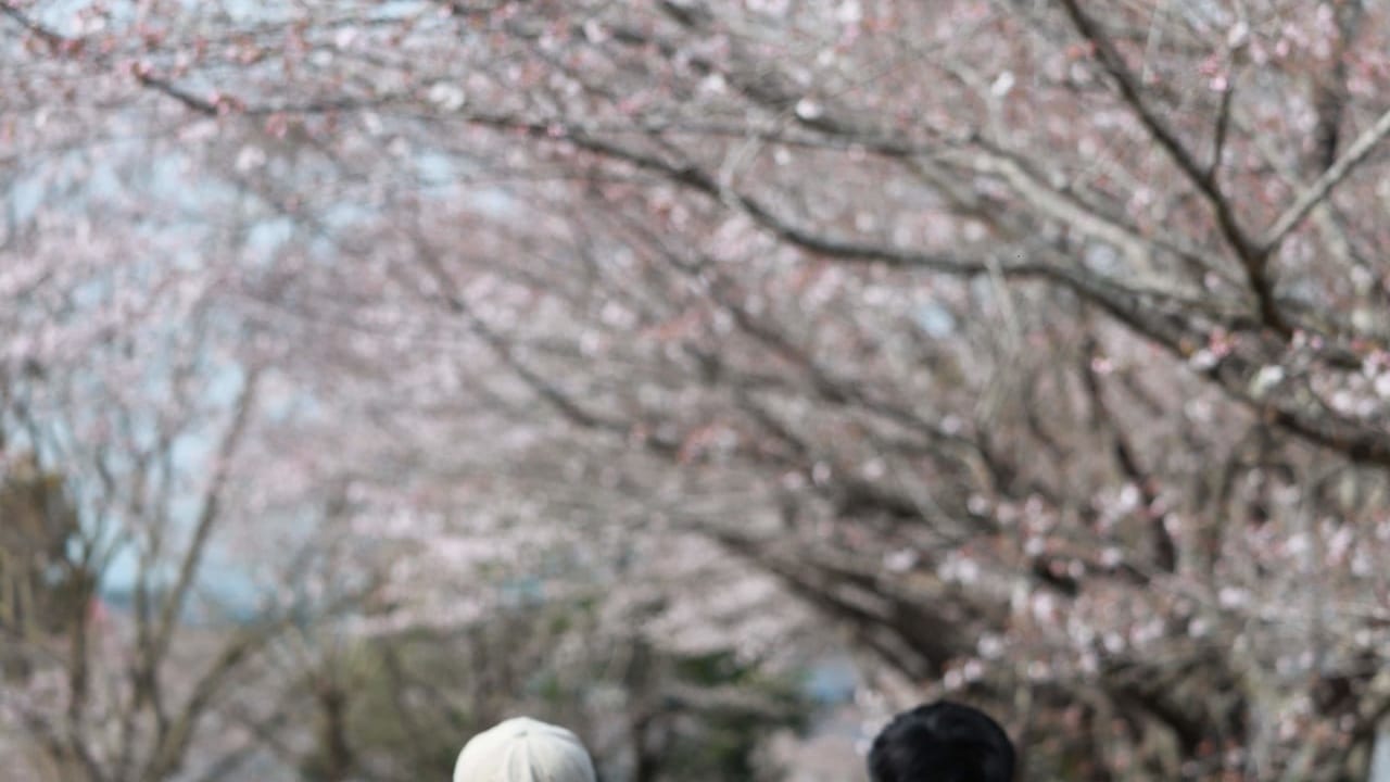 旭ヶ丘公園の桜