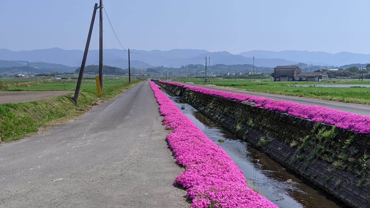 三股町蓼池の芝桜