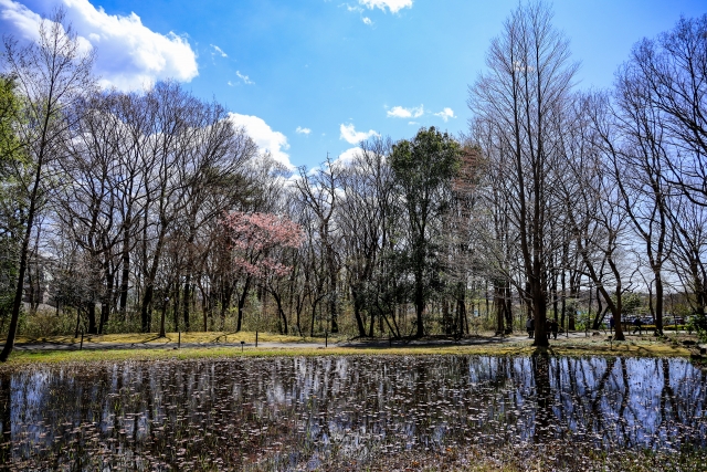 栃木市 セットでお得 とちぎ花センターとみかも山公園がお得に利用できる みかも花割 が始まります 号外net 栃木市