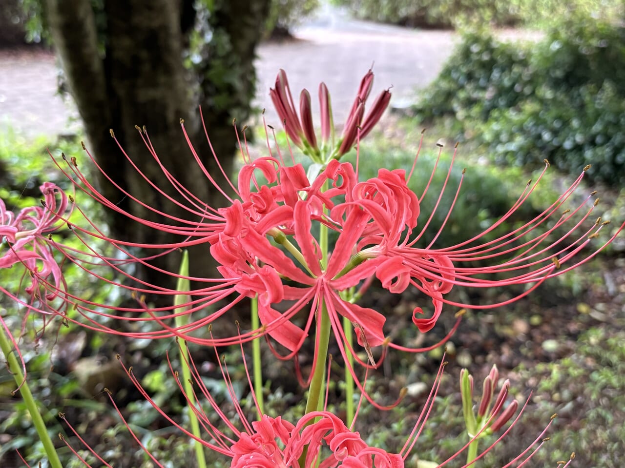 みかも山公園彼岸花