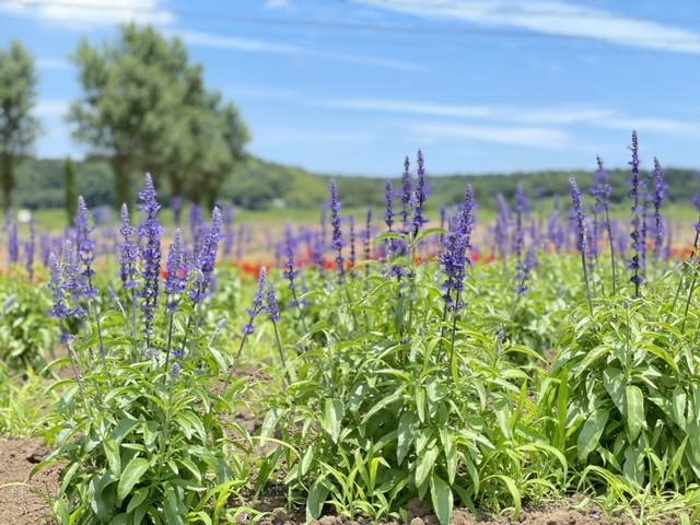 佐倉市 佐倉ラベンダーランド の各花畑が徐々に見頃を迎えてきています 売店で販売しているラベンダーソフトも絶品 号外net 佐倉市 四街道市 八街市