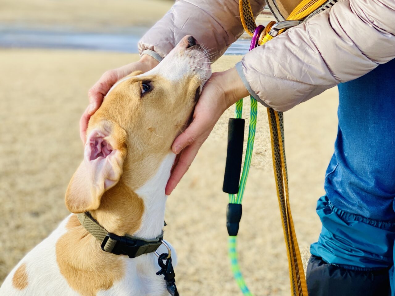 保護犬のふれあい会