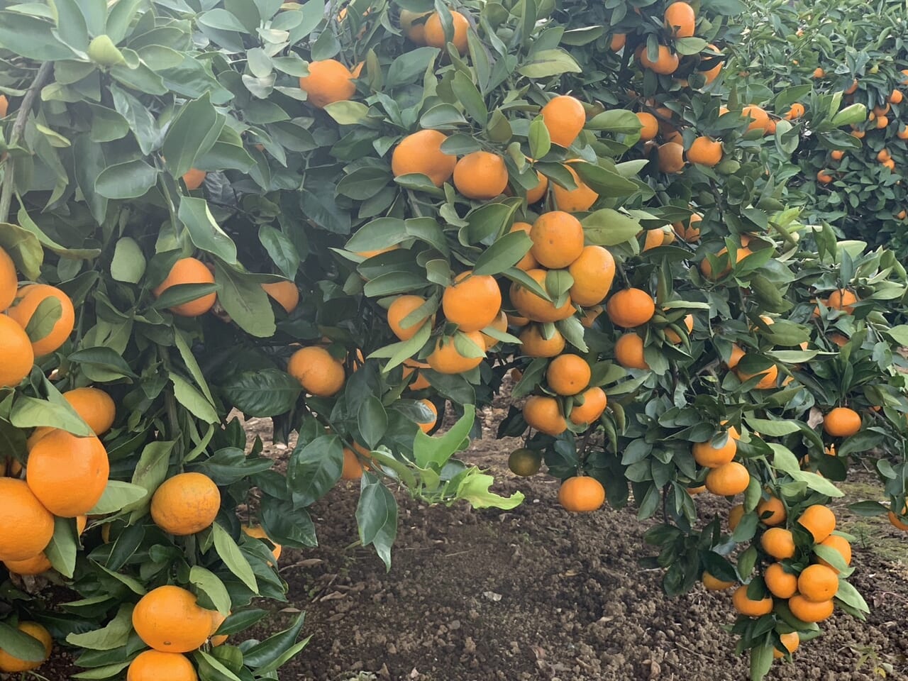 20231107 みかん狩り 河野農園