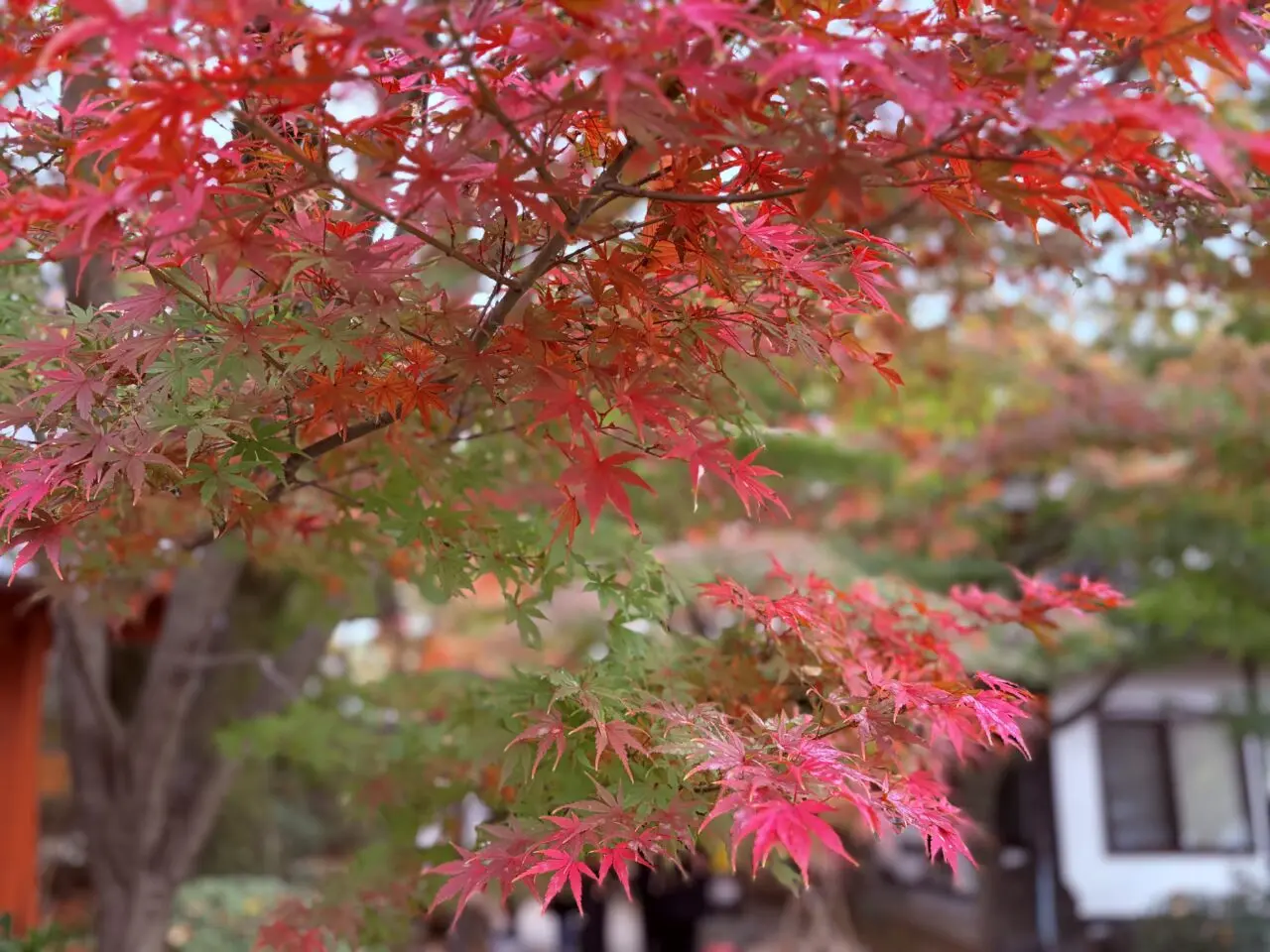 紅葉