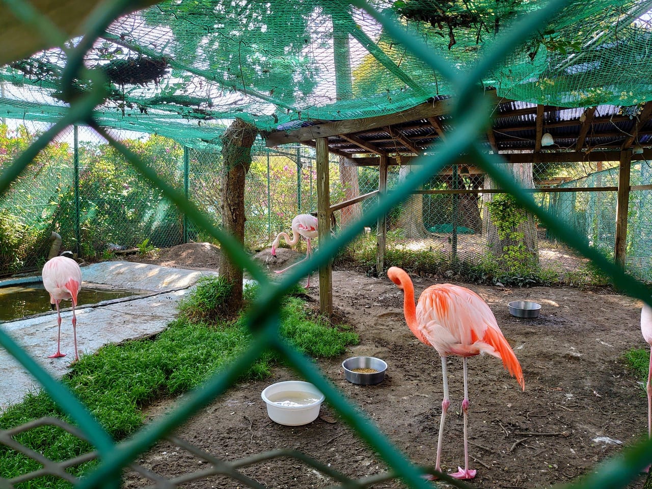 瀧水寺_フラミンゴ