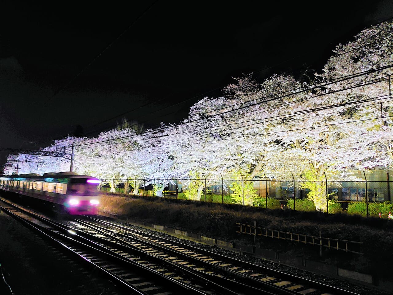 くぬぎ山駅桜2024_夜