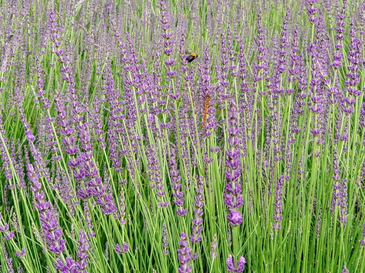花の丘公園202406_ラベンダー３