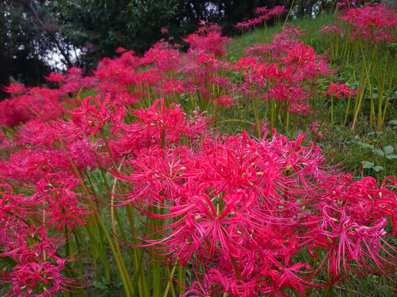 印旛沼公園彼岸花_彼岸花３