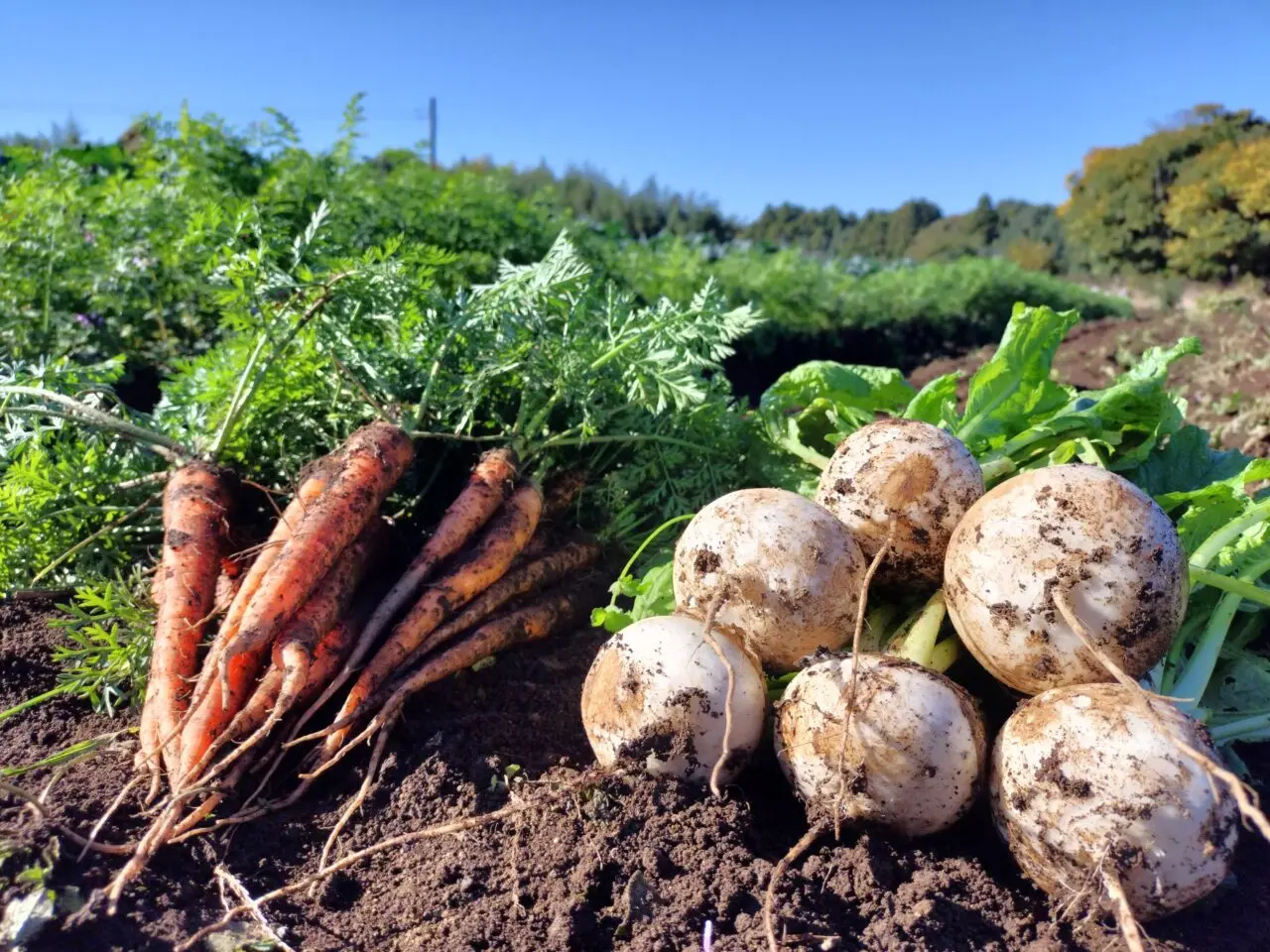 田舎ごっこファーム2025年_にんじんとかぶ