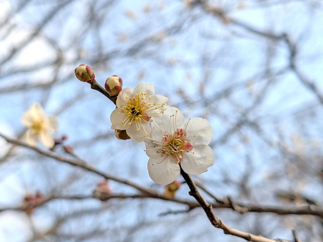印旛沼公園梅見の会2026_梅の花２