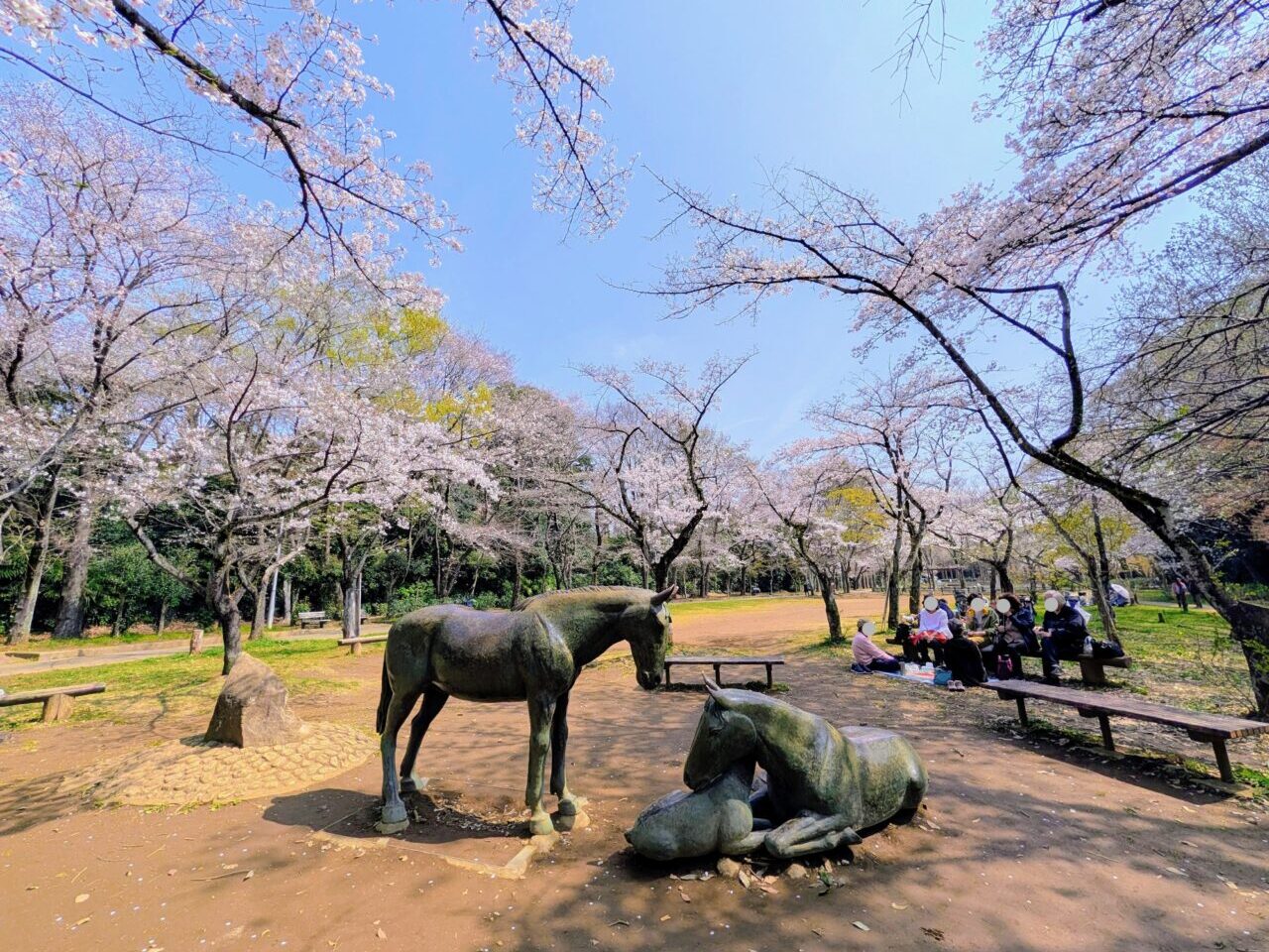 貝柄山公園桜2026_桜９
